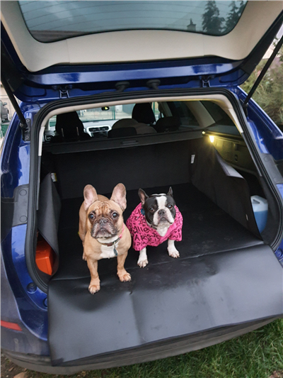 Potah do auta pro psa Dexter M