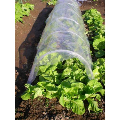 Fóliovník tunelový